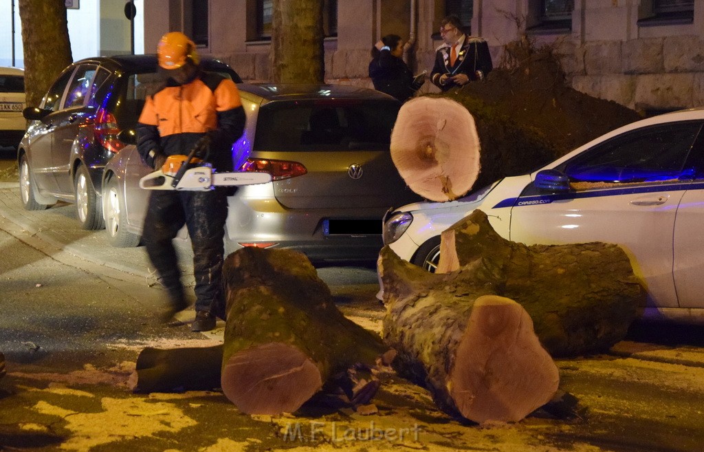 Baum auf PKWs Koeln Mitte Rheinuferstr Goldgasse P090.JPG - Miklos Laubert